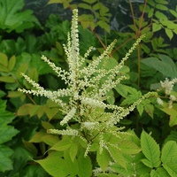 Aruncus dioicus CC5185